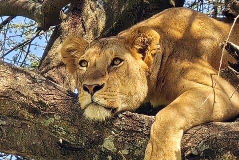 5 - Dagar Tanzania Safari och kulturäventyr