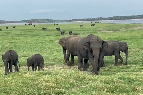 Minneriya nationalpark Safari | Från Sigiriya