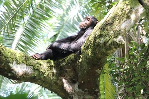 8 - Días de vacaciones en Uganda, incluyendo trekking con chimpancés y gorilas