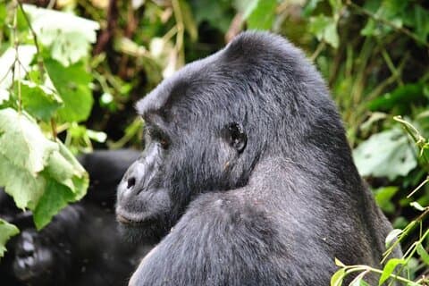7 - Tour personalizado de safari y senderismo con gorilas en Uganda