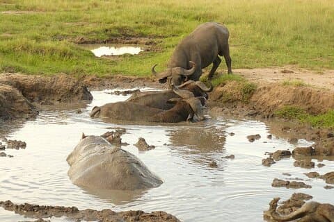 10 - Vacaciones de safari de un día en Uganda, incluido el Gorilla Trekking