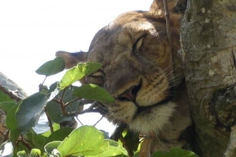 6 - Gorilla Trekking und Wildlife Tour in Uganda