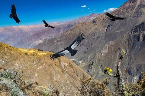 Colca Canyon Tour Cruz del Cóndor - end in Puno