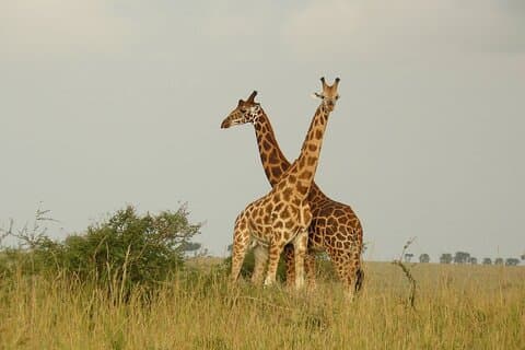 5 - Dag Big 5 Safari till Murchison och Schimpans Tracking