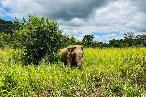 Minneriya National Park Elephant Safari Tour