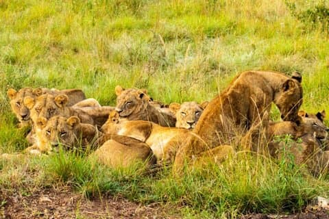 Halbtägige geführte Tour im Nairobi-Nationalpark mit einem Allradfahrzeug