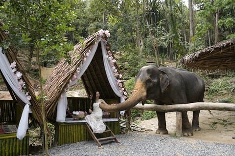 Mezza giornata con gli elefanti a Patong Elephant Hug (No ride No trick)