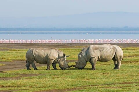 One Day Tour to Lake Nakuru from Nairobi 4WD