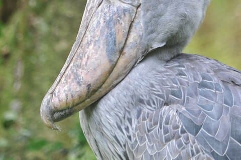 1 giorno Mabamba Wetland Birding Trip