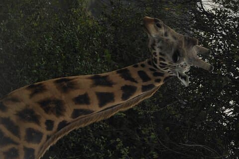 3 dage Murchison Falls nationalpark med Rhino tracking