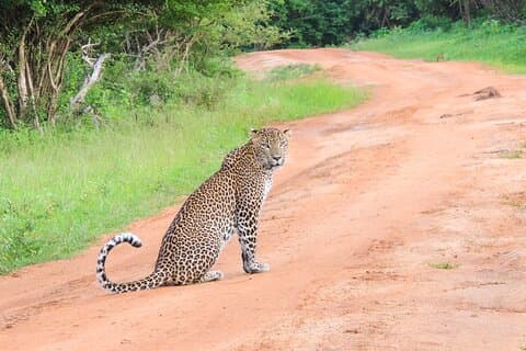 Ochtend Halve dag 7 uur Safari Yala Nationaal Park