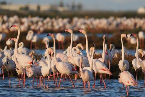 Das große Vogelspektakel im Ebrodelta