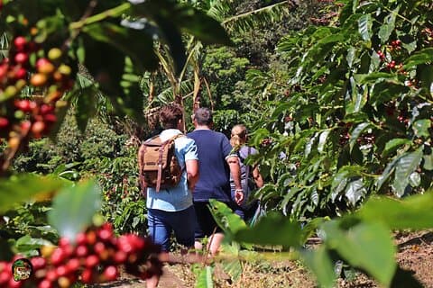 Monteverde: Kaffetur + Chokolade + Sukkerrørsjuice