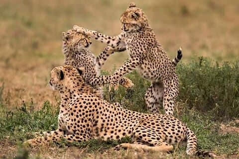 2-daagse privésafari in Tanzania Tarangire en Ngorongoro Krater