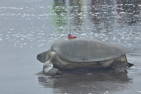 Green Sea turtle nesting Experience in Tortuguero!