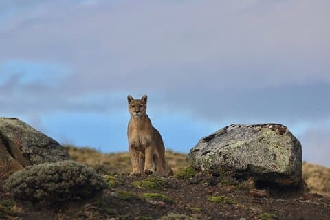 Puma-ruten 3 dager i Torres del Paine