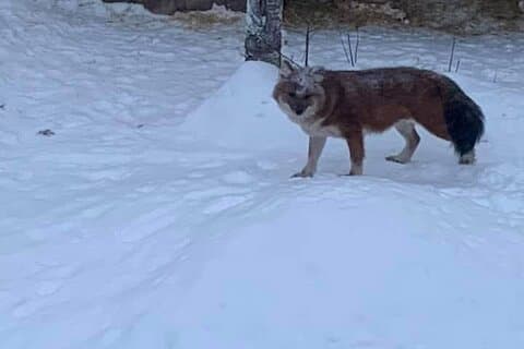 Rovaniemi : Ranua Zoo en Fazer snoepwinkel