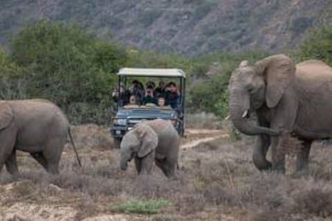 Amakhala Game Reserve Heldagsguidad Big 5 Safari