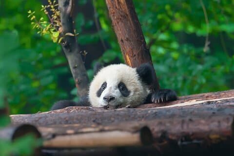 Esclusiva Chengdu in auto privata: Panda giganti e Buddha Leshan