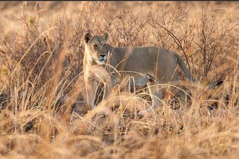 7-Daagse Zanzibar Vakantie met Mikumi National Park Dagtrip