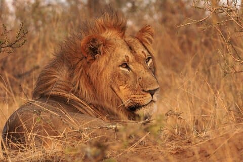 Big 5 Game Drive Sunset Safari