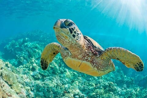 Excursion From Piura to Máncora and Swimming with Turtles