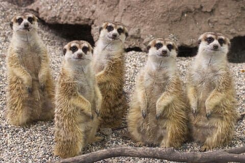 Sacramento Zoo General Admission Ticket