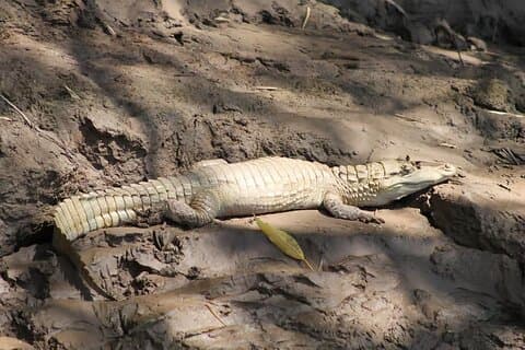 Selva Amazónica Peruana de Tambopata por 3 Días 2 Noches
