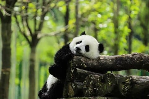Kleine groep : 5-daags Jiuzhaigou en Chengdu avontuur