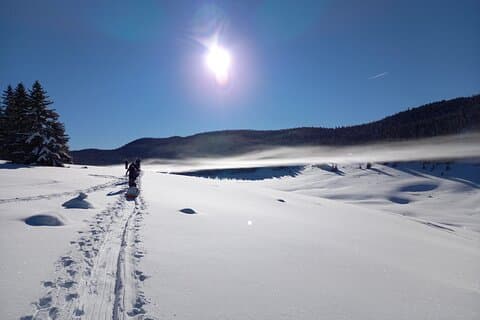 Into the wild
