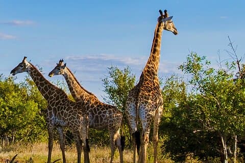 Réserve de chasse Tala d'une demi-journée et expérience culturelle zoulou de Durban