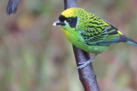 Machupicchu Butterfly Santuary & Birdwatching Half Day Tour