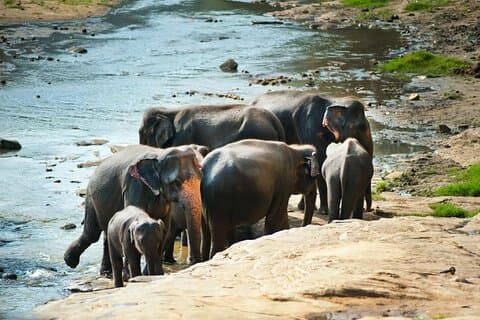Tour privato di 5 giorni attraverso lo Sri Lanka