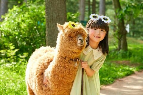 Alpaka-Weltabenteuer auf Nami Island und Garten der Morgenruhe