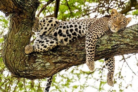 5-dagers privat Midrange Safari i Tanzania