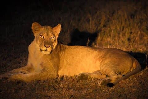 Hoteller i nærheden af Nairobi National Park Sunset and Night Game Drive Tour
