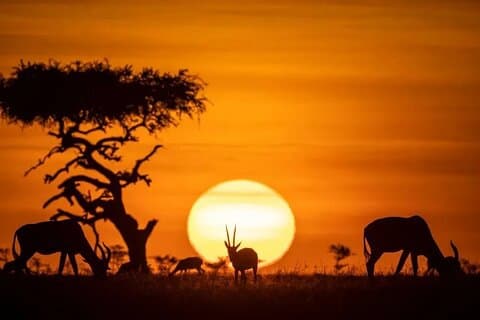 Nairobi National Park Sunset and Night Game Drive Tour