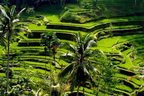 Esperienza esclusiva di Ubud: Natura, Cultura e Avventura in un Giorno