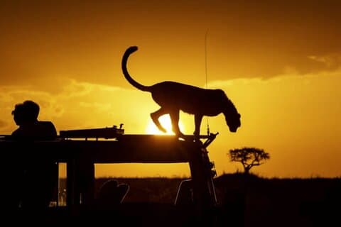 Hotell i nærheten av Nairobi National Park Night Game Drive