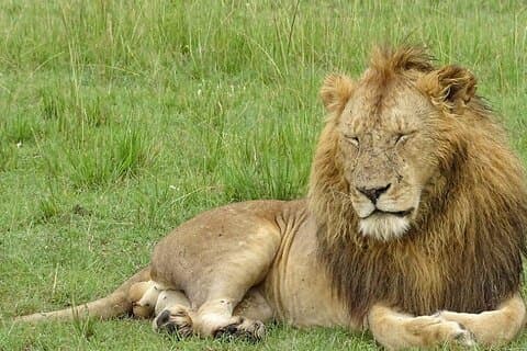 Half Day Classic Nairobi National Park Tour