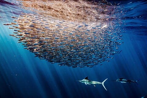 Private 4-Day Luxury Baja Snorkel Camp Tour