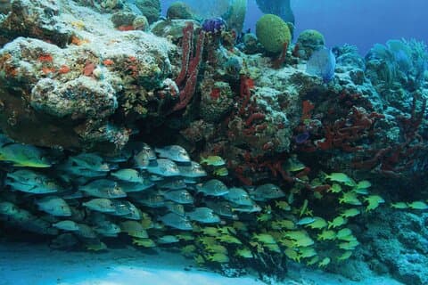 Hotell i nærheten av Sian Kaan Biosphere Boat Adventure & Snorkel