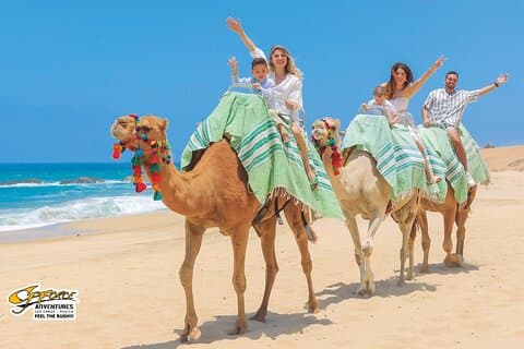 Camel ride tur i Los Cabos