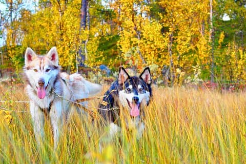 Autumn self drive Husky Tour 2hrs from Tromso