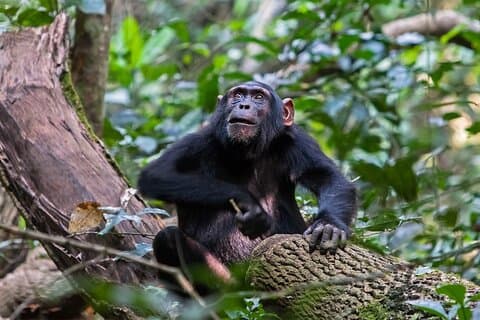 12 Day Wildlife and Primate Safari in Uganda