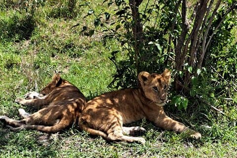10 Tage Kenia und Tansania kombinieren Safari