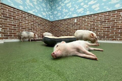 30-Minute Osaka Micro Pig Interaction Experience at Buta Goya
