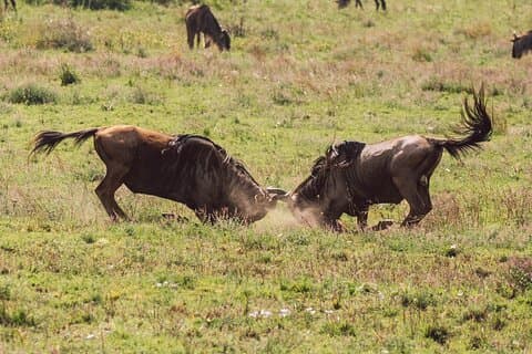 4 dias de Serengeti Safari com Wildebeest Calving