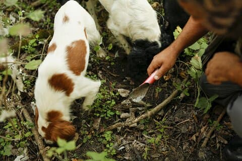 Truffle hunting and wine tasting with lunch in Abruzzo