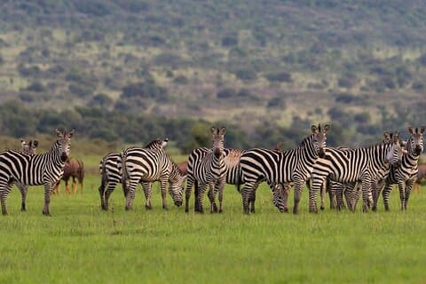 Akagera National Park Wildlife Experience